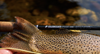 Sage R8 Fly Fishing Rod Action